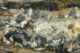 Mammoth Molar Slice With Case - South Carolina #291072-2